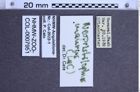 Etiketten zu Neopristilophus maurus (NHMW-ZOO-COL-0007951)